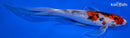 8.75" KUCHIBENI BENI MATSUKAWABAKE BUTTERFLY