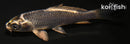 4.25" GINGA