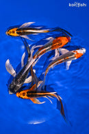 PACK OF (5) 5-6.5" IMPERFECT BUTTERFLY KOI