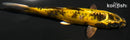 5" DOITSU KIN KI UTSURI