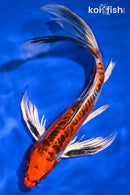 10" DOITSU KUJAKU BUTTERFLY