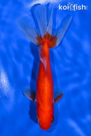 5.75" WATONAI GOLDFISH