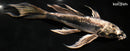 9" KIKOKURYU BUTTERFLY