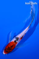 6.25" BENI MATSUKAWABAKE BUTTERFLY