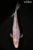11.75" ASAGI