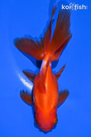 5" ORANDA GOLDFISH