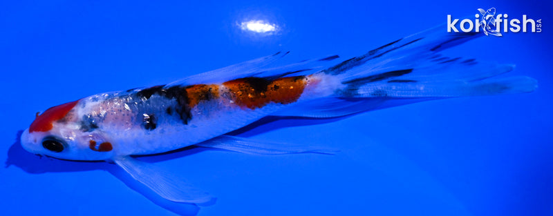 5.25" GINRIN SANKE BUTTERFLY