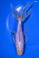 7.25" CALICO WATONAI GOLDFISH