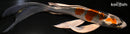 8.25" KUJAKU BUTTERFLY