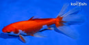 5.75" WATONAI GOLDFISH