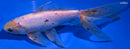 7.25" CALICO WATONAI GOLDFISH