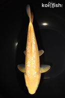 9.5" "YELLOW MONKEY" GINRIN ARAGOKE KARASHIGOI