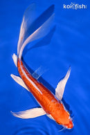 9" KIKUSUI BUTTERFLY