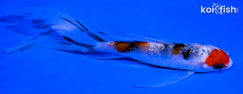 5.25" GINRIN SANKE BUTTERFLY