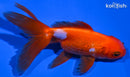 5" ORANDA GOLDFISH