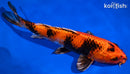 9" YAMATO NISHIKI