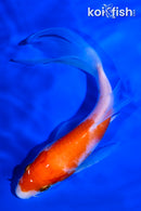 5.5" KOHAKU BUTTERFLY