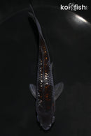5.5" GINRIN OCHIBA SHIGURE