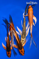 PACK OF (5) 4.75-5.75" BUTTERFLY KOI