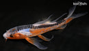 8.5" SHUSUI BUTTERFLY