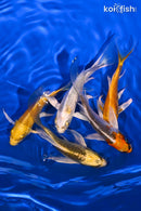 PACK OF (5) 4-5" BUTTERFLY KOI