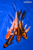 PACK OF (5) 5.25-5.75" BUTTERFLY KOI