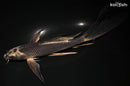8.5" GINGA BUTTERFLY