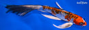 8.25" BENI KIKOKURYU BUTTERFLY