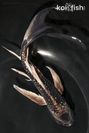 8.25" GINRIN GINGA BUTTERFLY