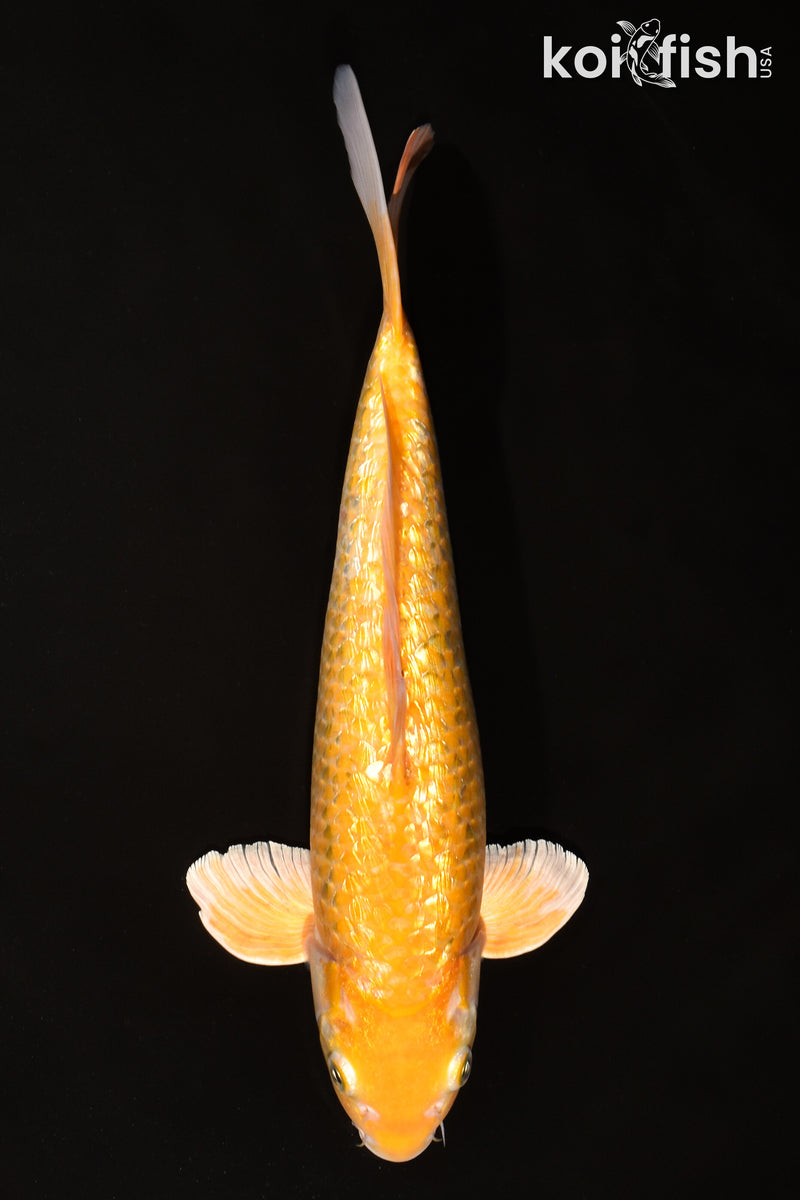 13" GINRIN KIGOI