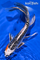 9.25" BENI KIKOKURYU BUTTERFLY