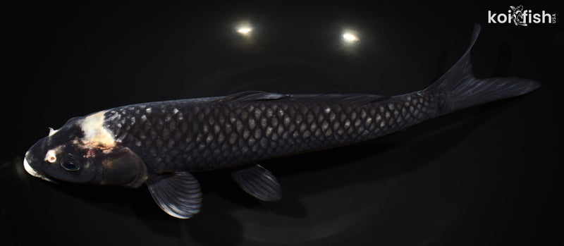13" MATSUKAWABAKE
