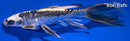 9.25" BENI KIKOKURYU BUTTERFLY