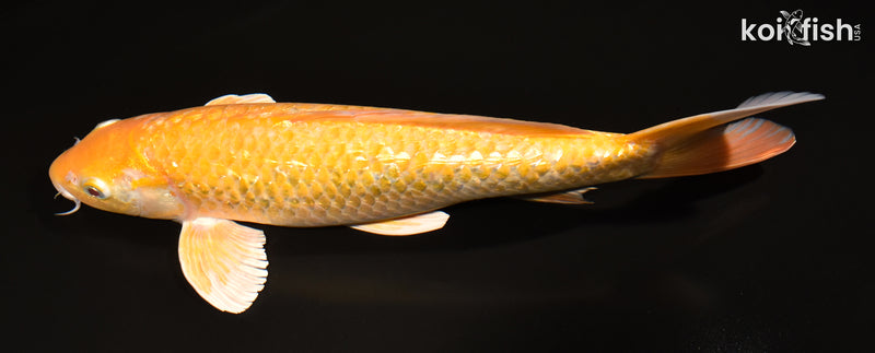 13" GINRIN KIGOI