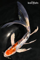 8.25" HEISEI NISHIKI BUTTERFLY