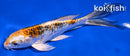 6" BENI KIKOKURYU BUTTERFLY