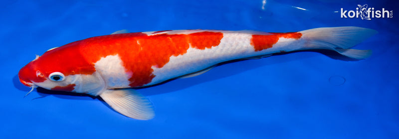 14.75" NIDAN KOHAKU