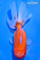 5.5" ORANDA GOLDFISH