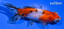 4.5" CALICO TELESCOPE FANTAIL GOLDFISH