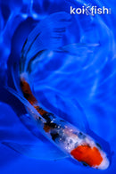 5.25" GINRIN SANKE BUTTERFLY