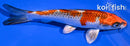 6" KUJAKU