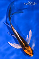 5.75" KUJAKU BUTTERFLY