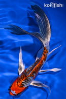 8.25" BENI KIKOKURYU BUTTERFLY