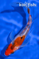 5" SANKE BUTTERFLY