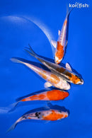 PACK OF (5) 3.5-4.5" STANDARD KOI