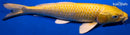 11.5" YAMABUKI OGON
