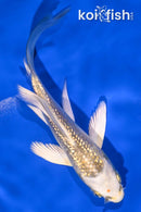 5" GINRIN KUJAKU BUTTERFLY