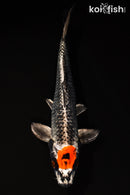 15.5" TANCHO BENI GINGA