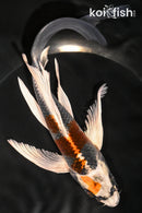 8.25" KUJAKU BUTTERFLY