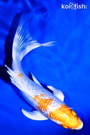 7" HARIWAKE BUTTERFLY